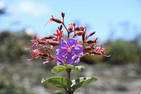Blume in Chapada Diamantina