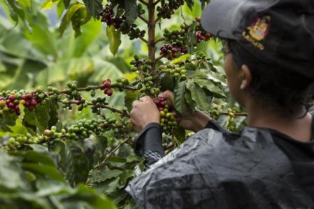 Auf einer Rundreise durch Kolumbien führt Sie der Weg vorbei an den bekannten Kaffeeplantagen