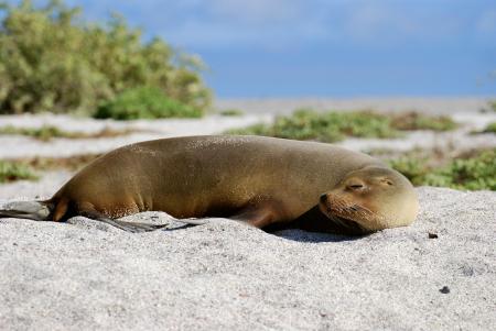 Beobachten Sie die einzigartige Vielfalt der Tierwelt auf den Galapagos Inseln auf einer Reise mit uns