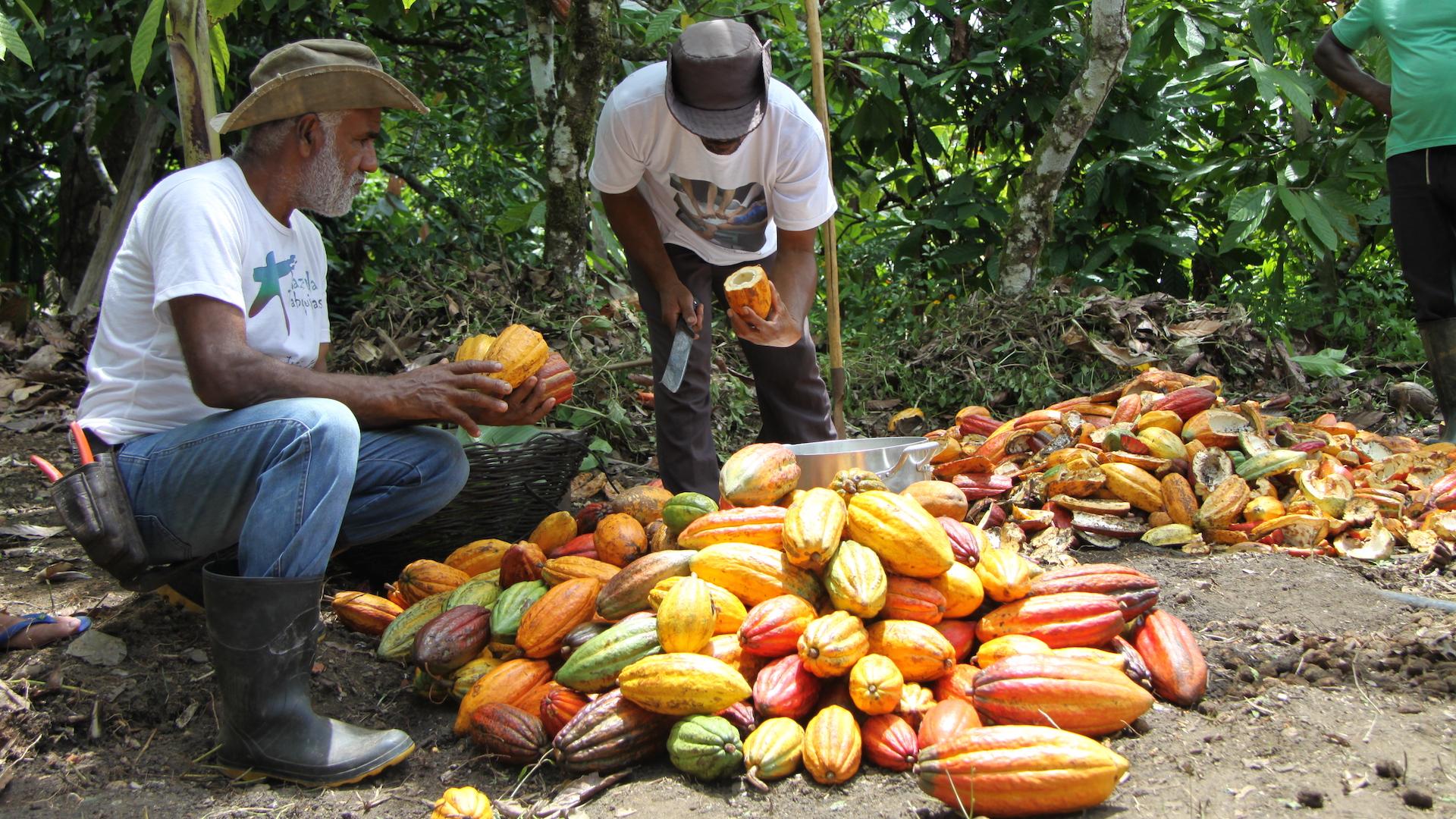 7 Tage Reisebaustein Von Ilheus bis Salvador auf der Rota Bahia Männer zerteilen Kakaofrüchte