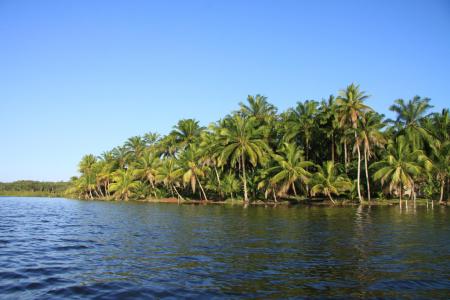 Mangroven in Bahia