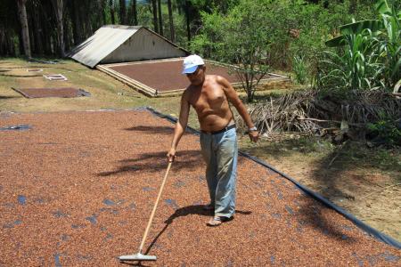 Arbeiter harkt Kakaobohnen auf einer kleinen Farm in Nilo Pecanha