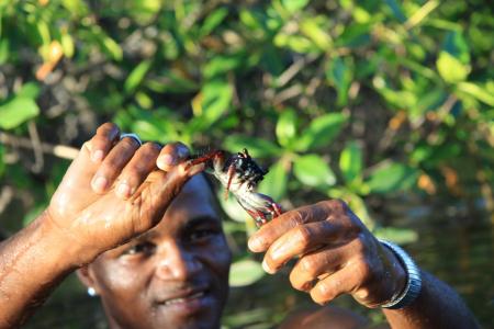 Mangroven in Bahia: Einheimischer hält einen Krebs mit beiden Händen über seinem Kopf