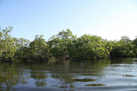 Blick vom Boot aus auf Mangroven in Bahia