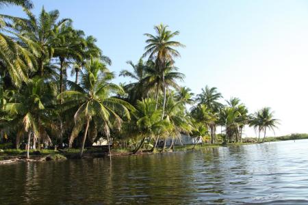 Bahia: Sicht vom Boot aus mit Mangrovenwald linker Hand und Wasser rechts