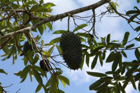 Frucht wächst am Baum auf einer Farm in Nilo Pecanha