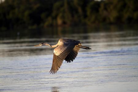 Reiher im Flug über Wasser