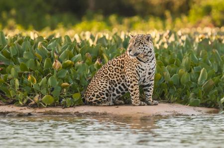 Auf Sandbank sitzender Jaguar