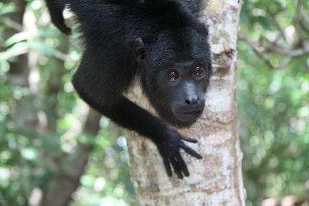 Affe im Amazonas zu entdecken auf der 15 Tage Rundreise 