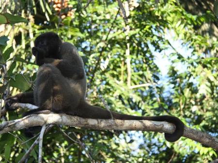Affe auf einem Ast im Amazonas-Regenwald