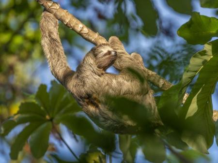 Faultier im Amazonas-Regenwald