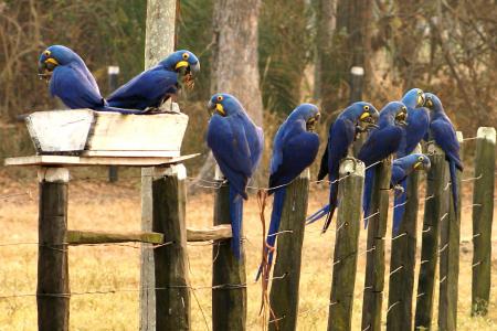 Caiman Lodge unterstützt Projeto Arara Azul_Credits_Cassiano_Zaparoli