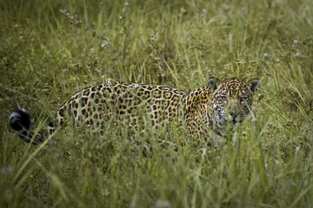 Jaguarsichtung Caiman Lodge_Credits_Samuel_Melim