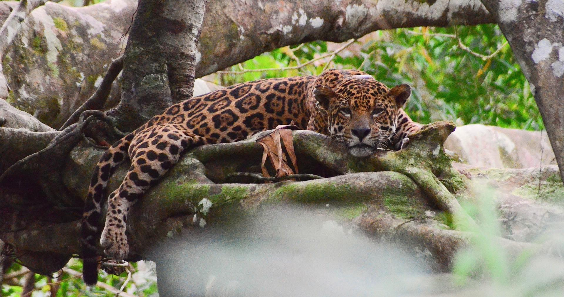 Brasilien Amazonas Tefe: Uakari Lodge – Jaguar Expedition 5 Tage Reisebaustein_ Foto_Credits_Emiliano_Ramalho