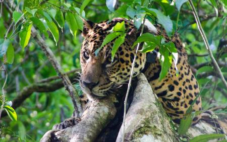 Jaguar im Baum_ Foto_Credits_Emiliano_Ramalho