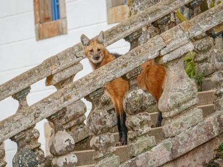 Auf der Treppe: Lobo Guara Santuario do Caraca – Foto: © Eduardo Franco Destinos 