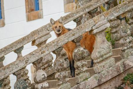 Ein Mähnenwolf in den Bergen Serra do Caraca auf der Goldroute in Brasilien