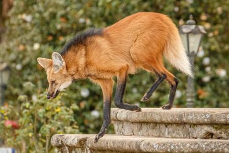 Mähnenwölfe bei Tageslicht auf der Treppe der Klosterkirche Serra do Caraca