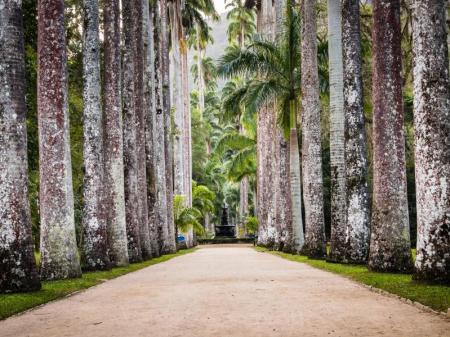 Botanischer Garten in Rio de Janeiro