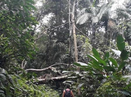 Ein Wanderer bahnt sich den Weg durch den dichten Regenwald an der Küste von Rio de Janeiro