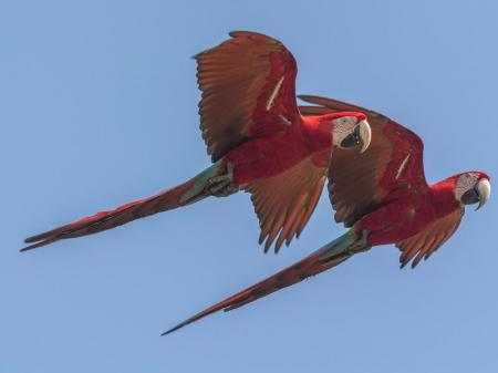 Zwei Aras fliegen vor dem strahlend blauen Himmel