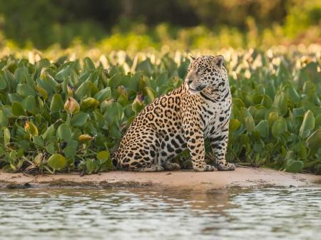 Ein Jaguar sitzt auf einer Sandbank im Nord-Pantanal, Brasilien