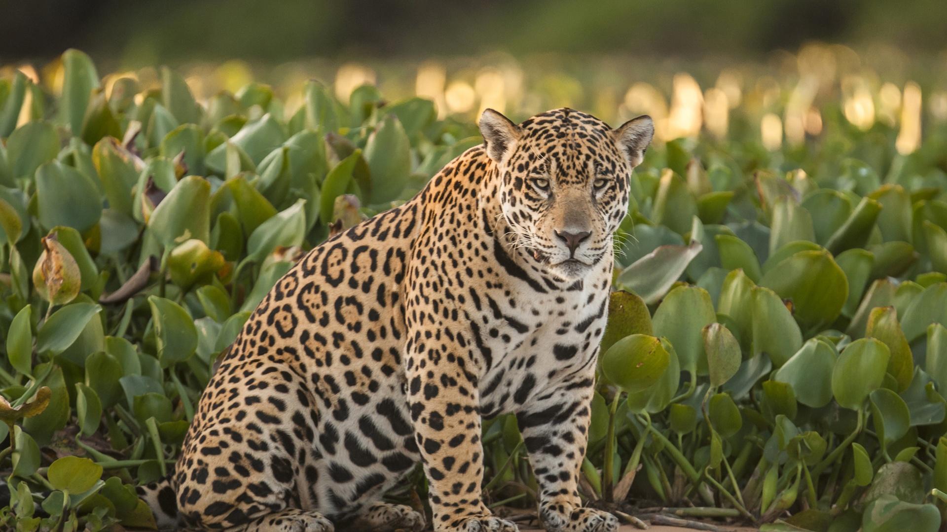 Ein Jaguar im Nord-Pantanal, Brasilien