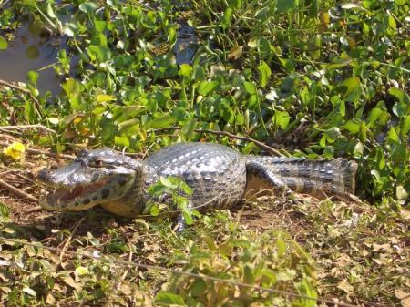 In Kaiman liegt in der Sonne am Rand eines Tümpels im Pantanal