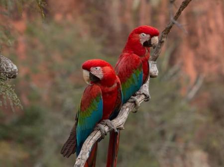 Zwei Rote Aras sitzen auf einem Ast im Buraco das Araras in Brasilien nahe Bonito