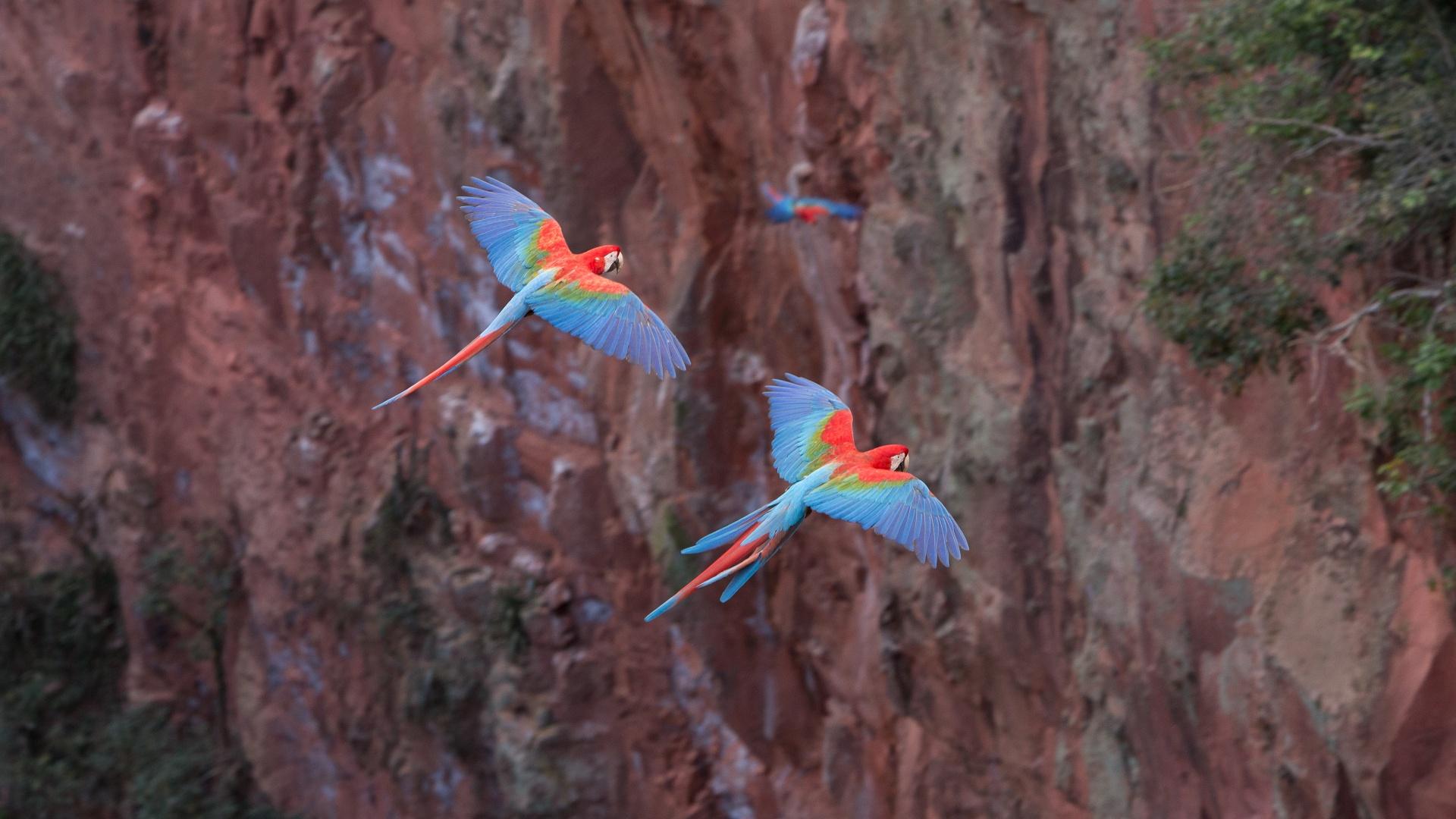 Rote Aras im Flug im Buraco das Araras bei Bonito