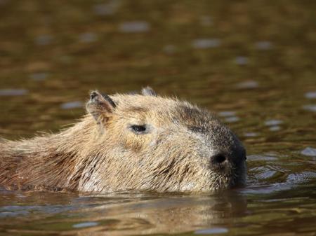 Der Kopf eines Capivaras schaut aus dem Wasser im Süd-Pantanal, Brasilien