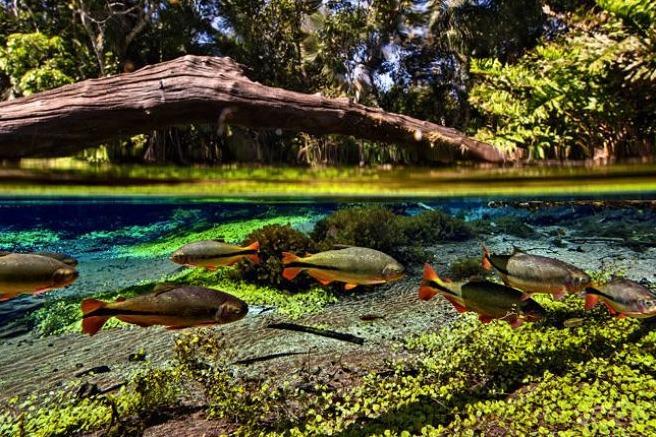 Aufnahme von bunten Fischen im Rio Sucuri in Bonito