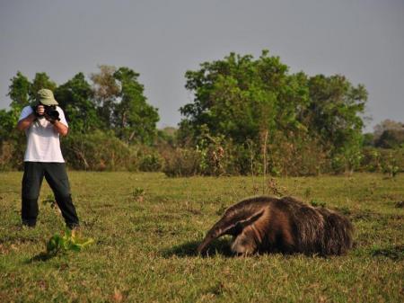 Fotograf fotografiert einen Ameisenbär im Süd-Pantanal