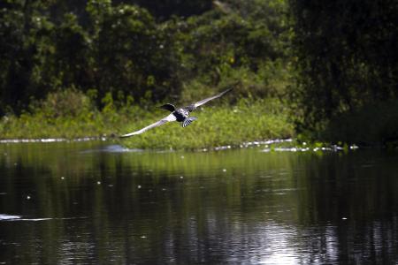 Ein Pantanal-Vogel fliegt über dem Fluss