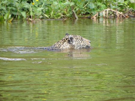 Ein Jaguar beim Schwimmen